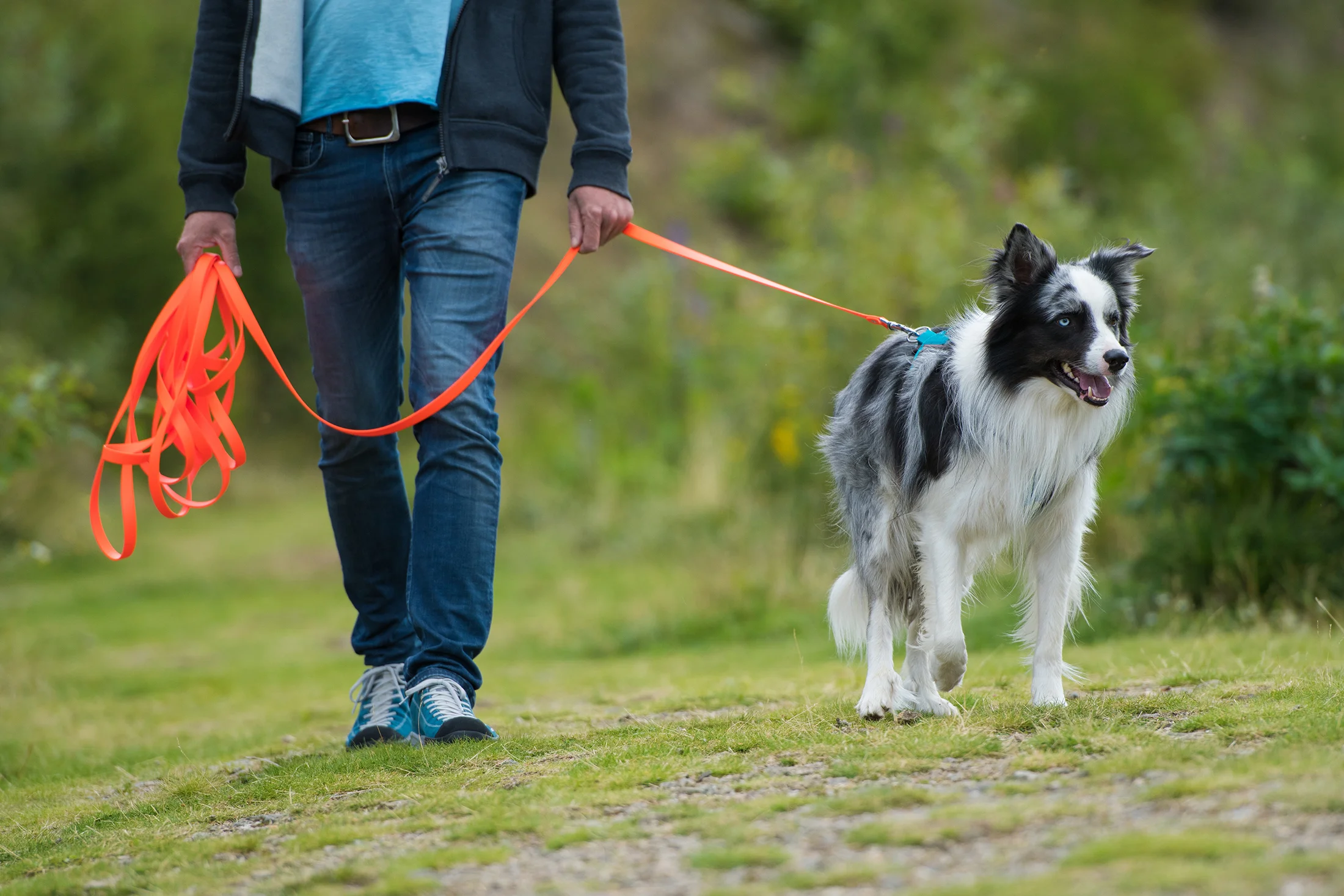 dog being walked on leash