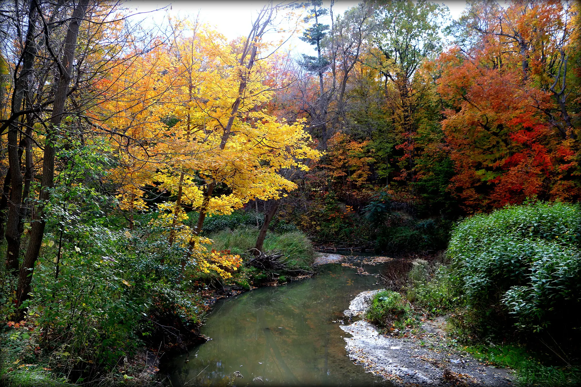 Toronto Ravine